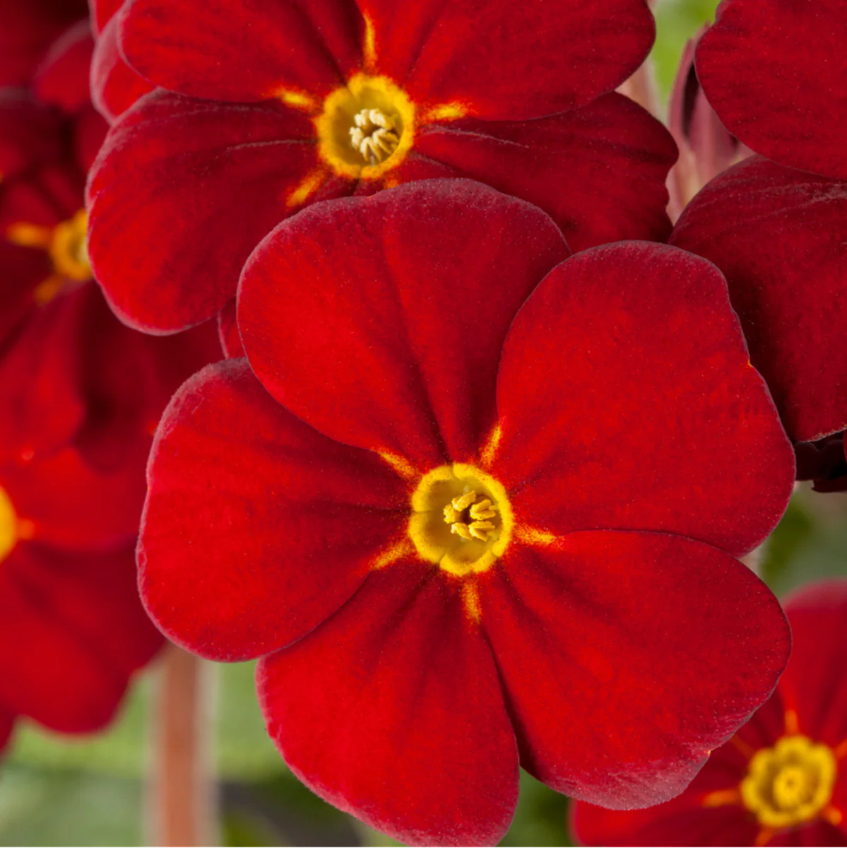 Hohe Schlüsselblume - Image 2