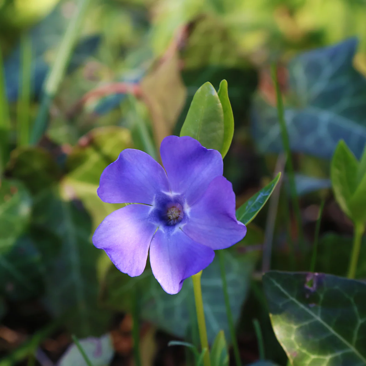 Hohe Schlüsselblume - Image 3