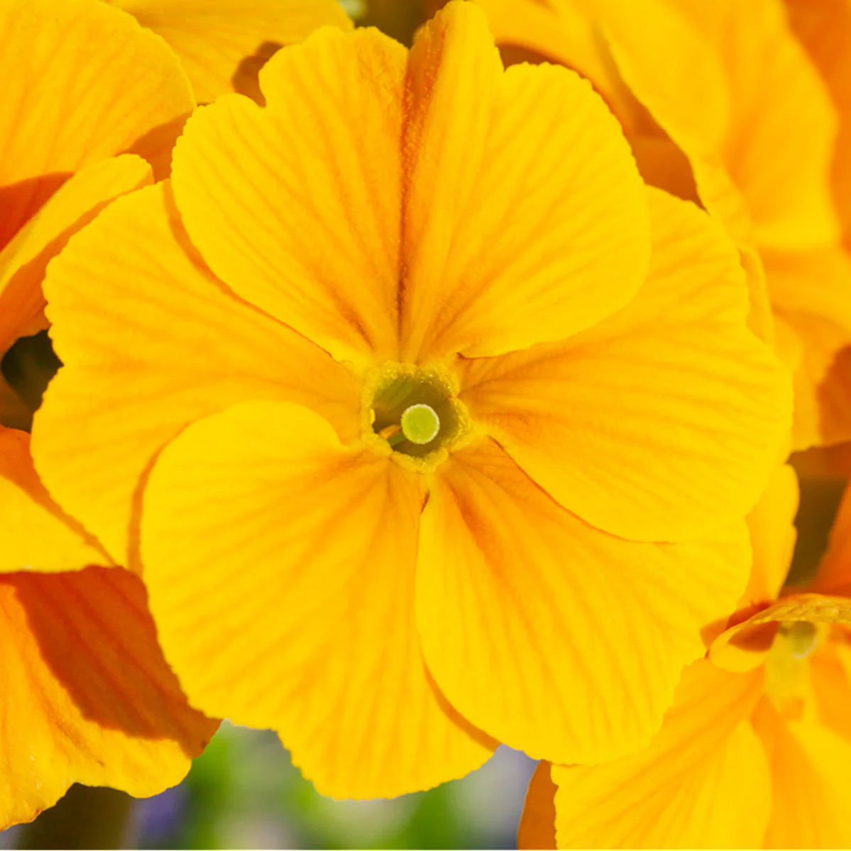 Hohe Schlüsselblume - Image 4