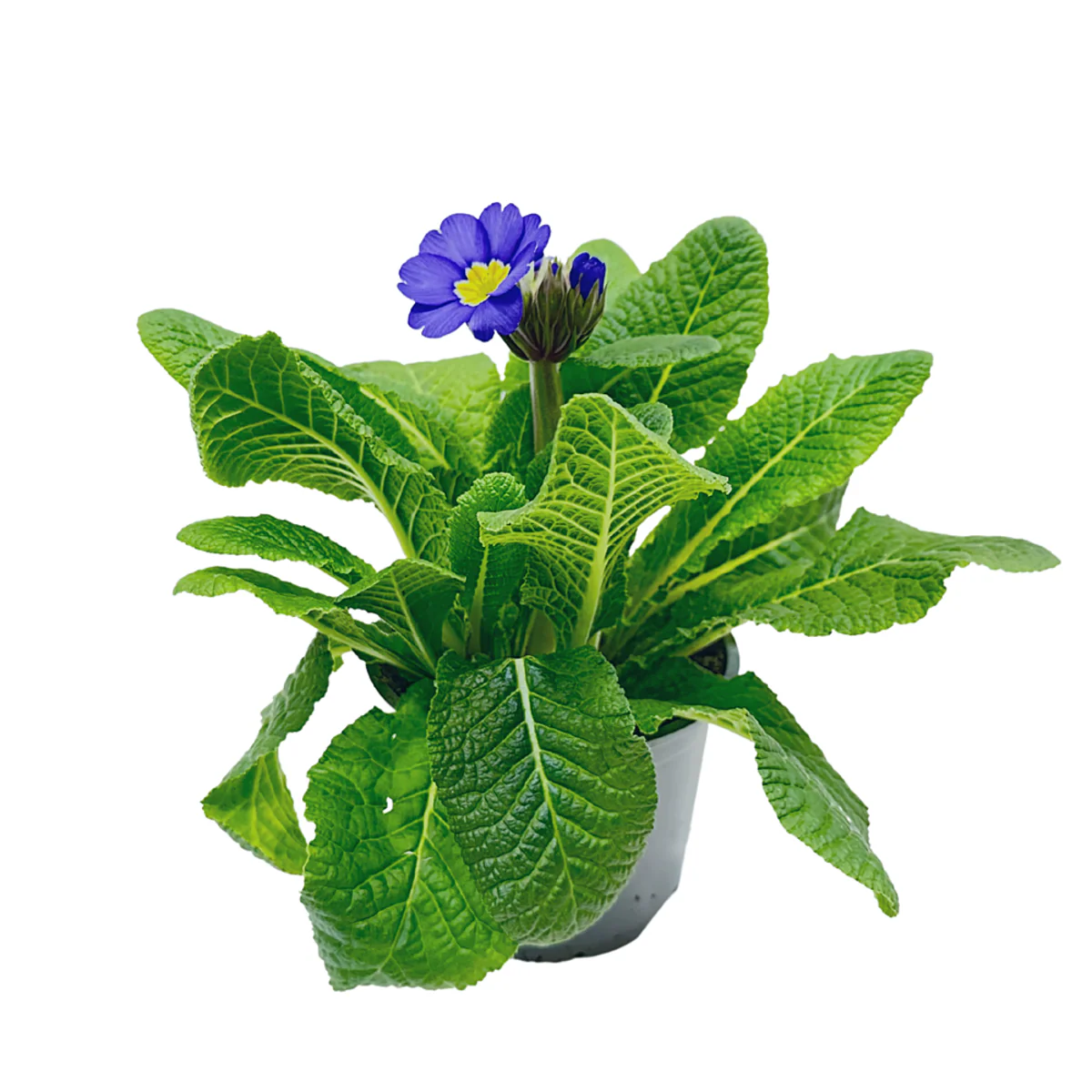 Hohe Schlüsselblume - Image 5