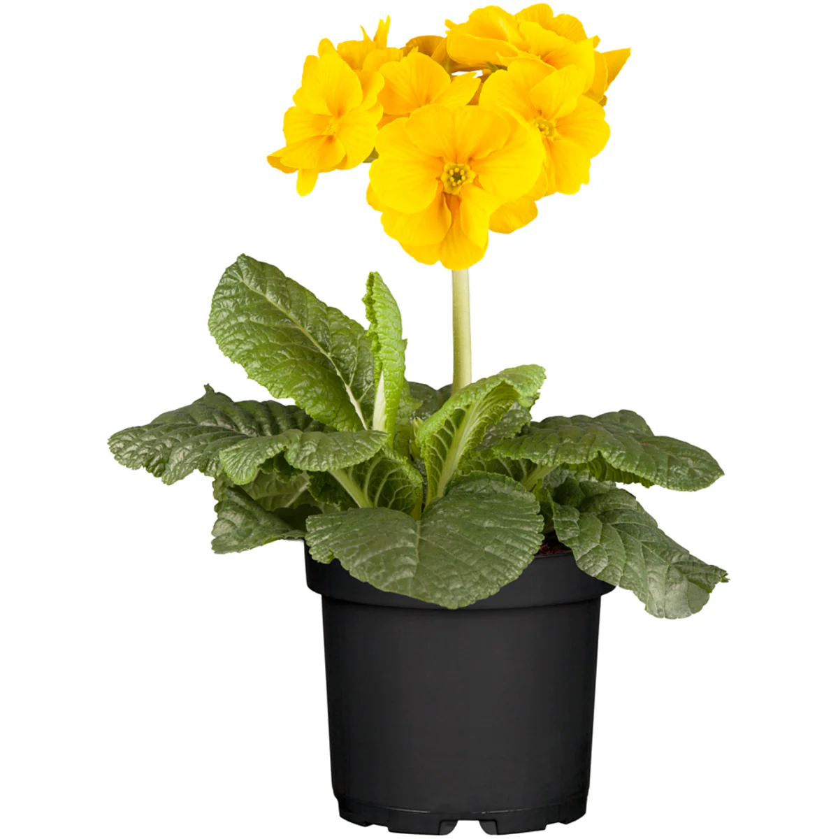 Hohe Schlüsselblume - Image 6