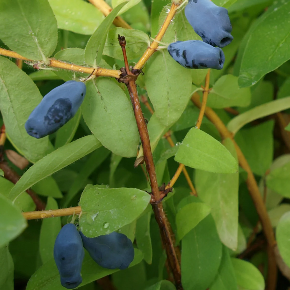 Honigbeere 'Balalaika®'