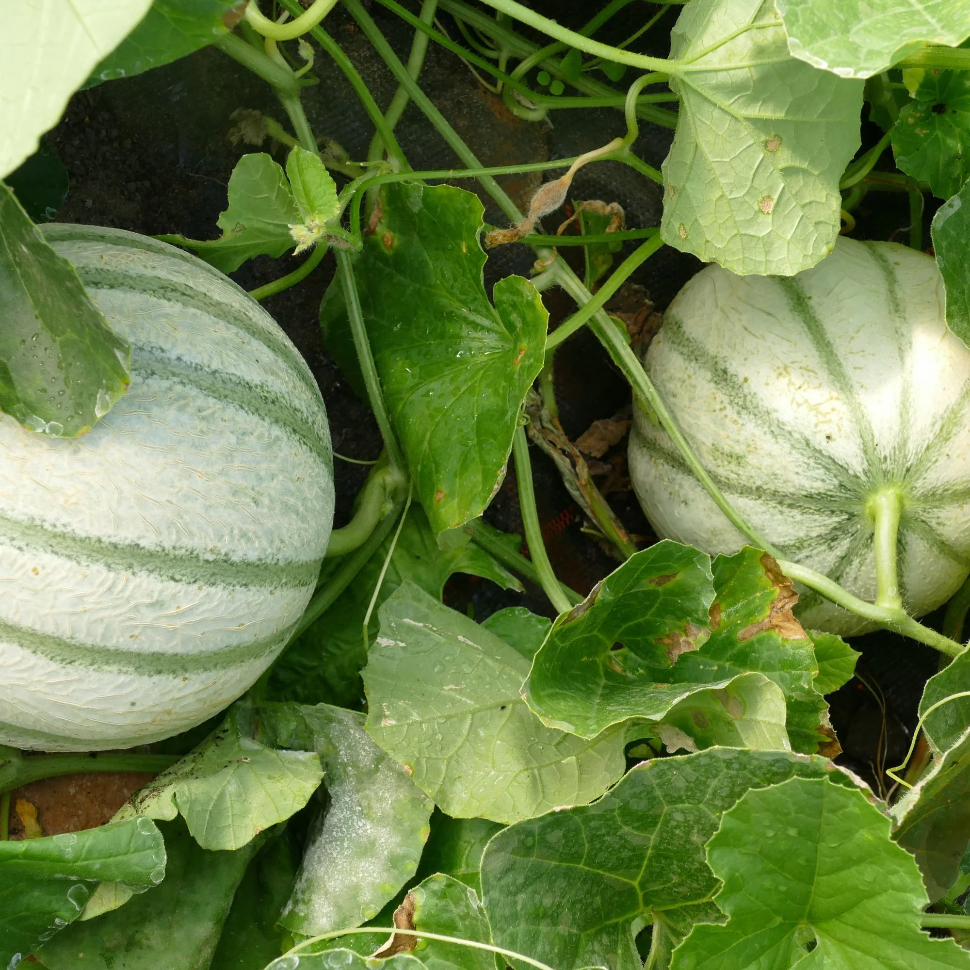 Honigmelone 'Sivan'