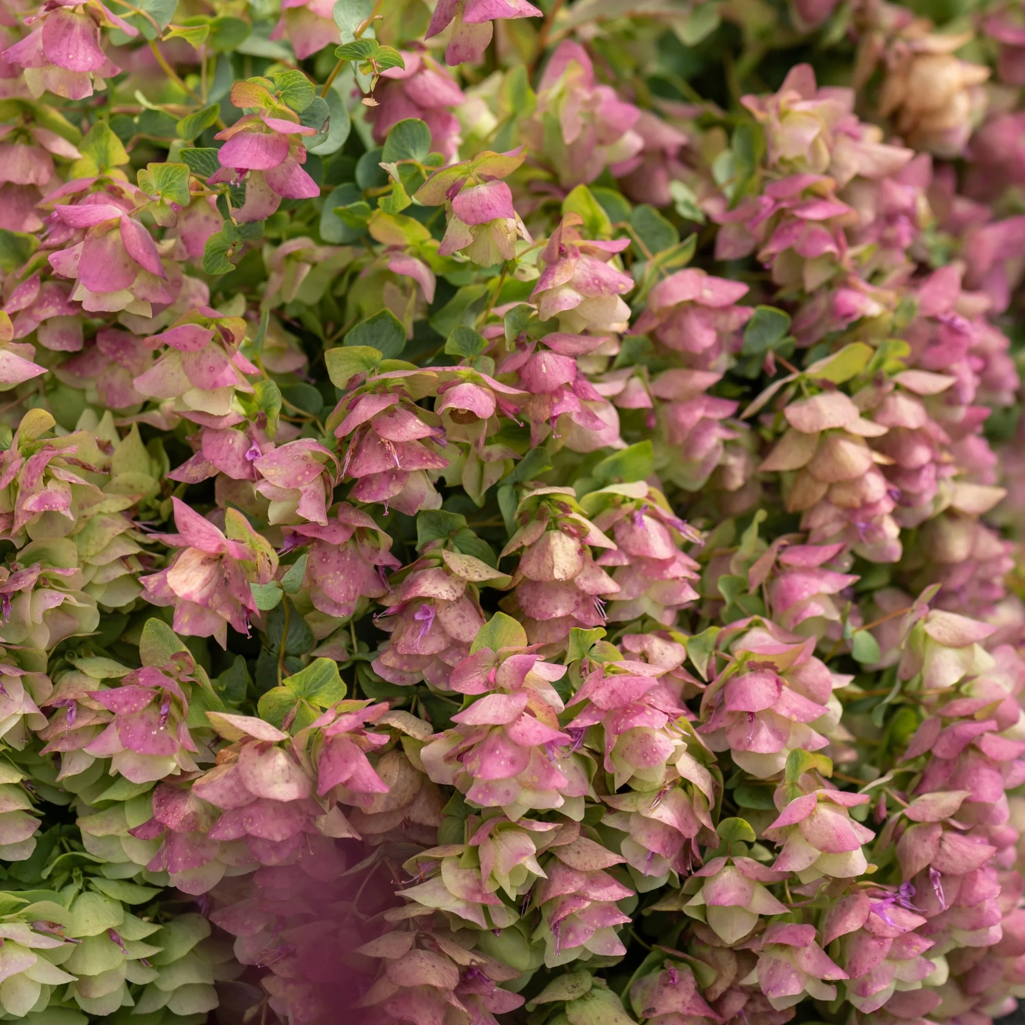 Hopfen-Dost 'Kent Beauty' - Image 2