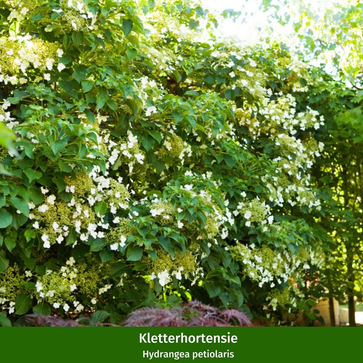 Hortensienbeet “Weißgrüner Schattengarten“, 6 Pflanzen - Image 5