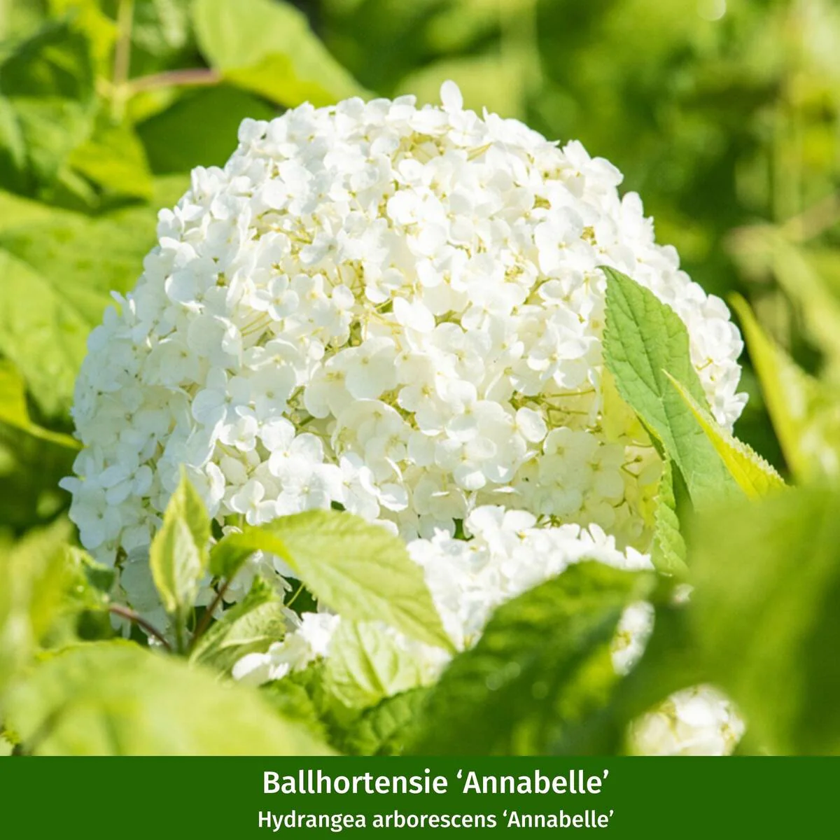Hortensienbeet “Weißgrüner Schattengarten“, 6 Pflanzen - Image 7