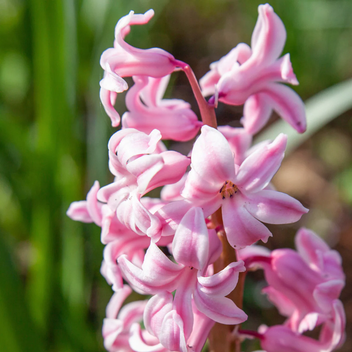 Hyazinthe - Image 6