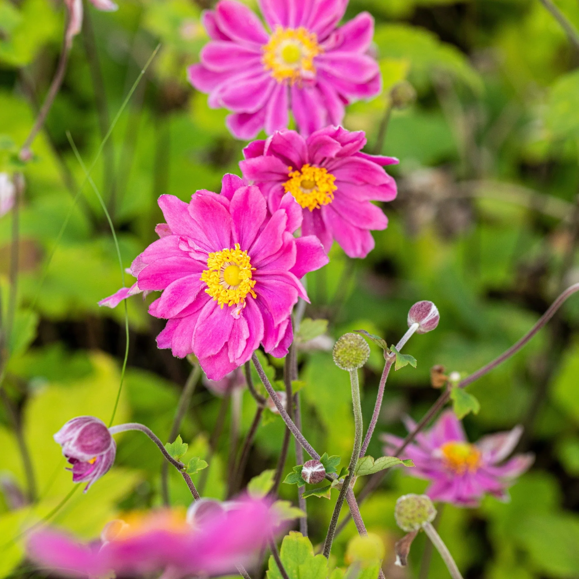 Japan-Herbst-Anemone 'Pamina' - Image 3