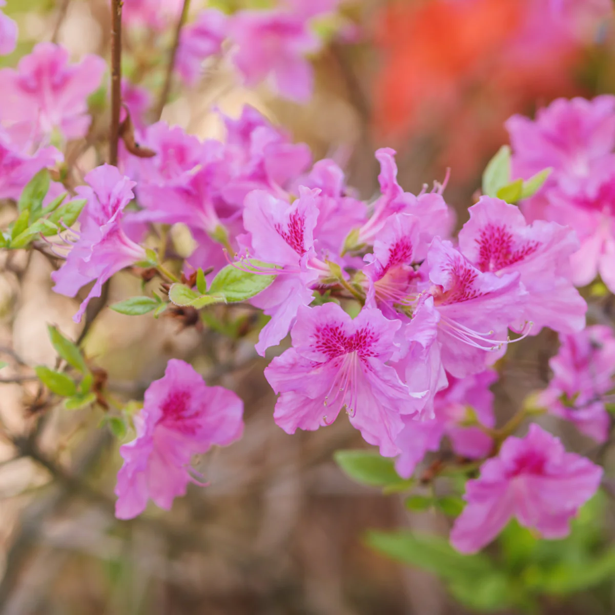 Japanische Azalee 'Bloomchampion®'