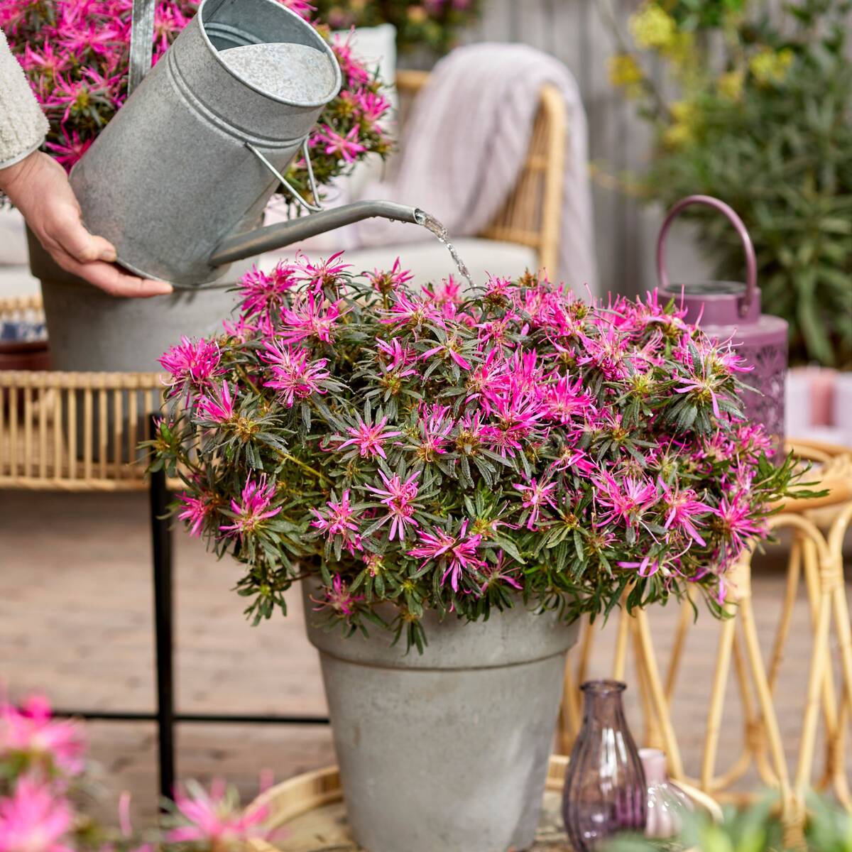 Azalea Star Style® 'Star Style™' - Image 9