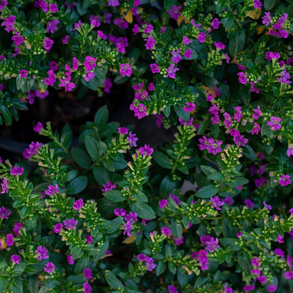 Japanische Myrthe 'Flory Glory'