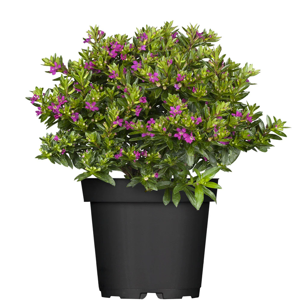Japanische Myrthe 'Flory Glory' - Image 2