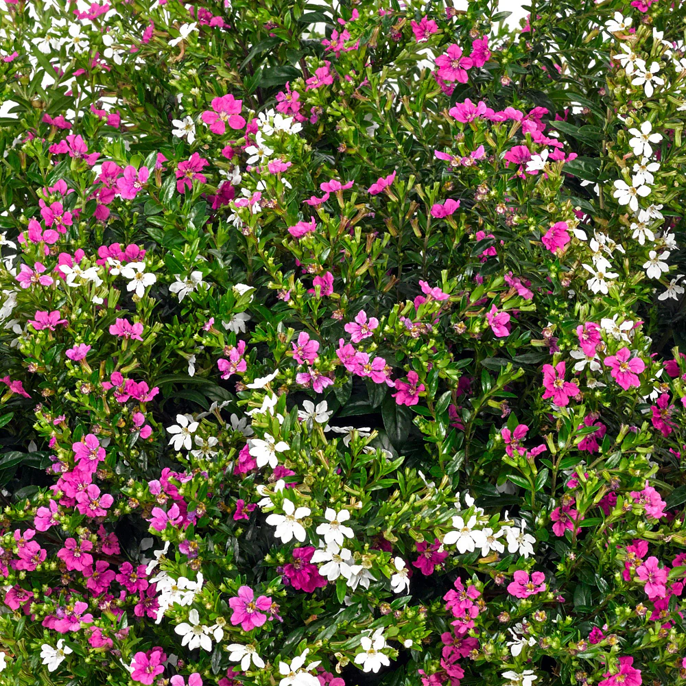 Japanische Myrthe 'Flory Glory Duo'