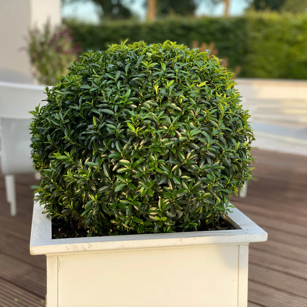 Japanischer Spindelstrauch 'Green Empire®' - Image 3