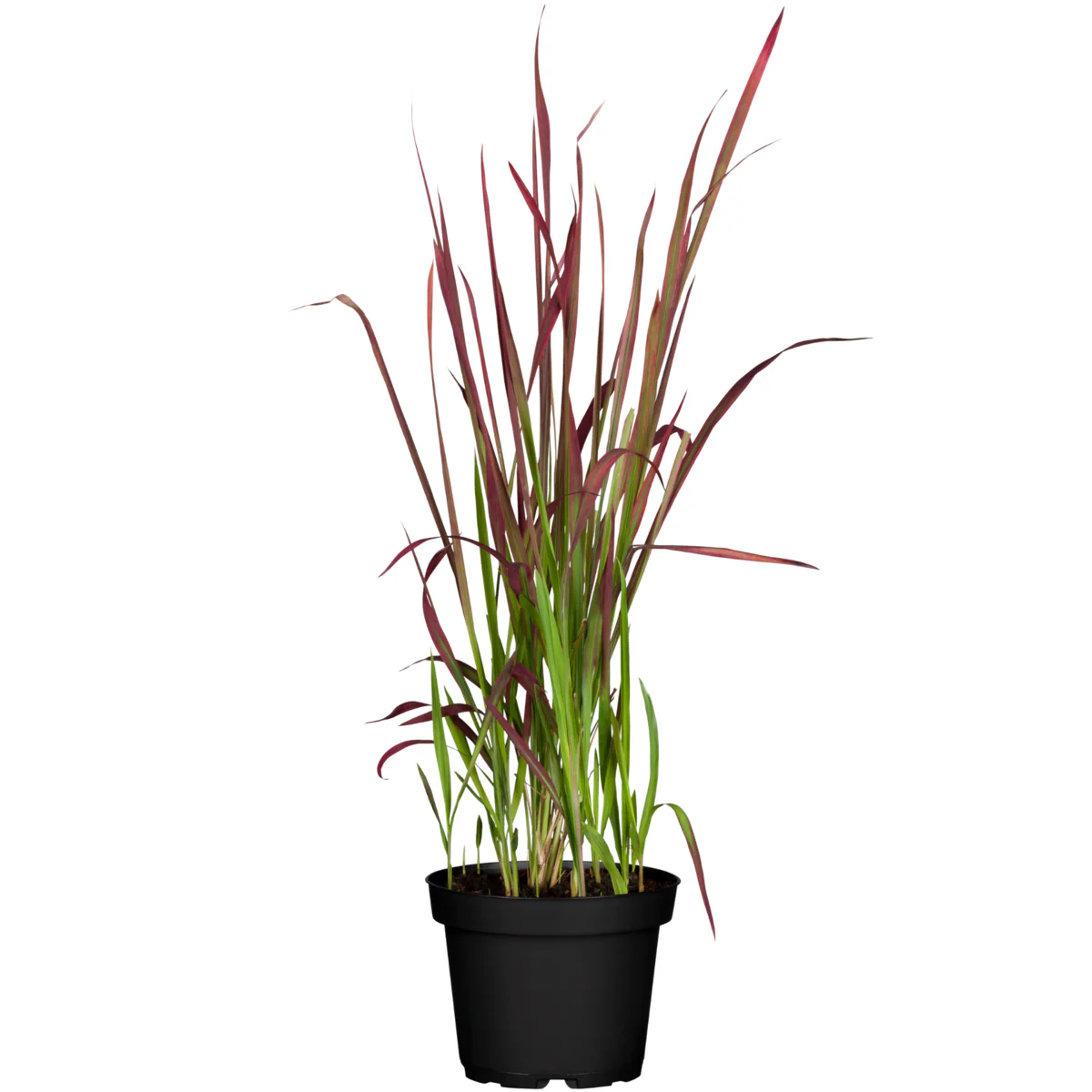 Japanisches Blutgras 'Red Baron' - Image 4