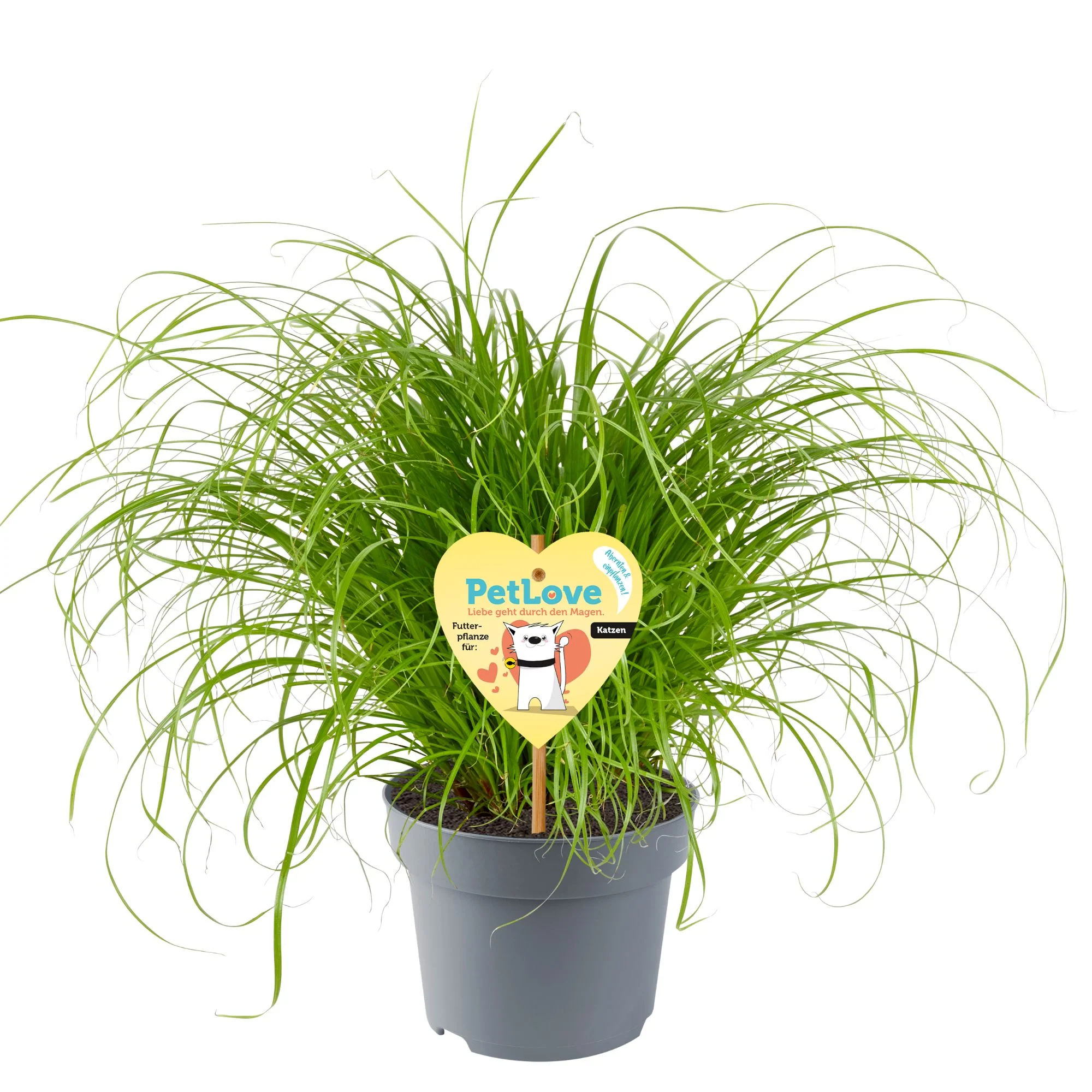 Katzengras PetLove - Image 4