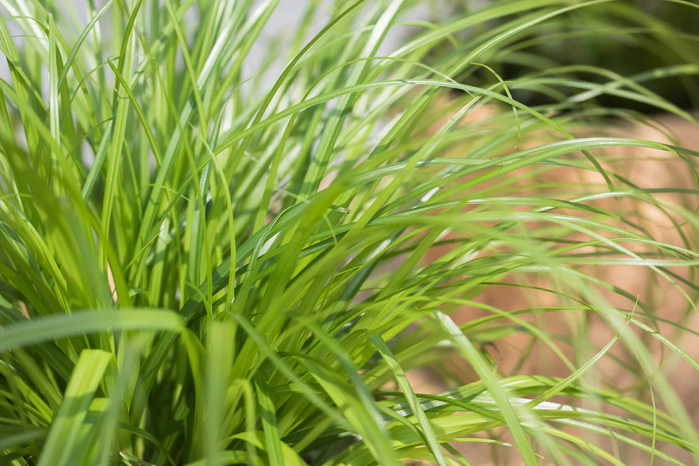 Katzengras 'Zumula', Tierfutter - Image 3