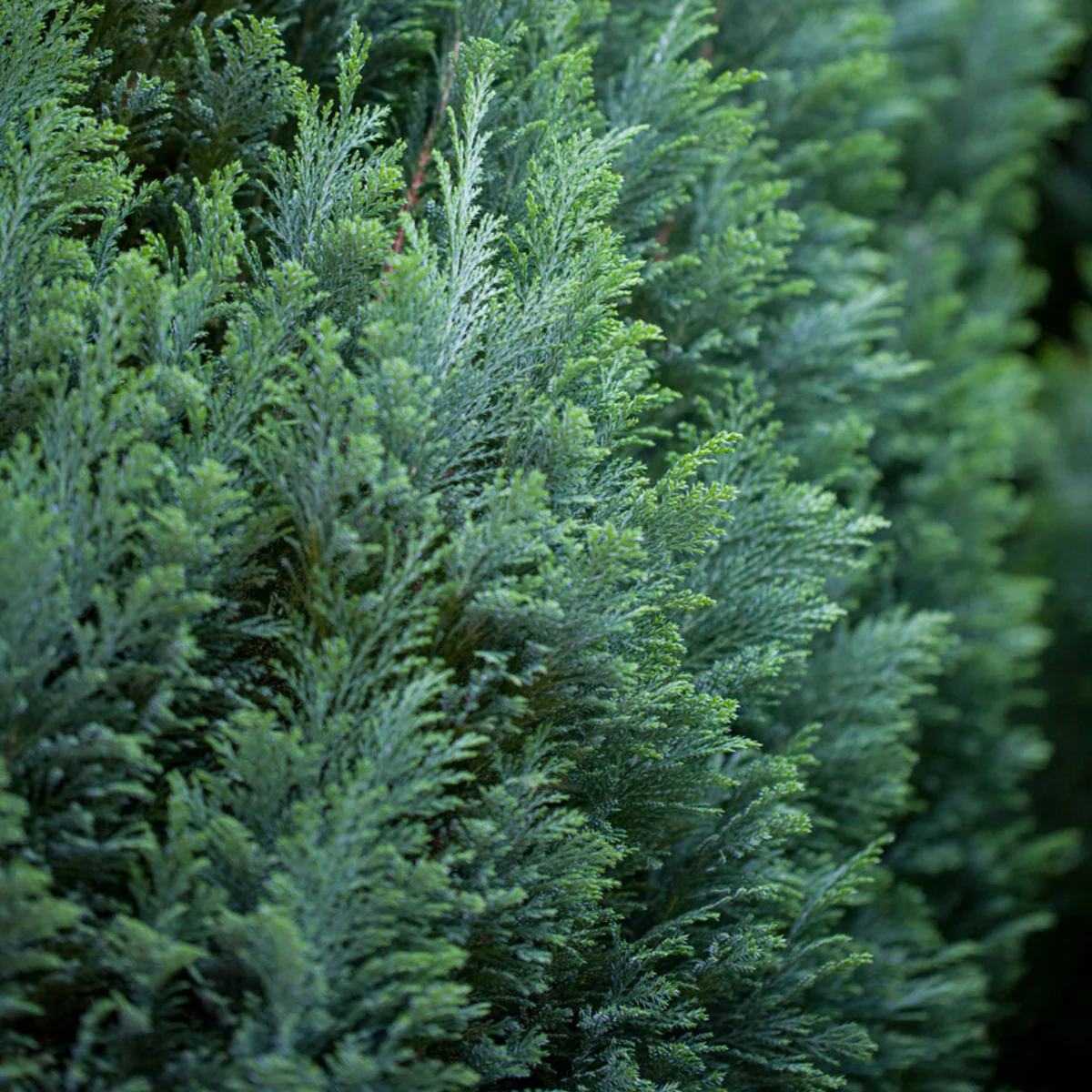 Kegelzypresse 'Ellwoodii'