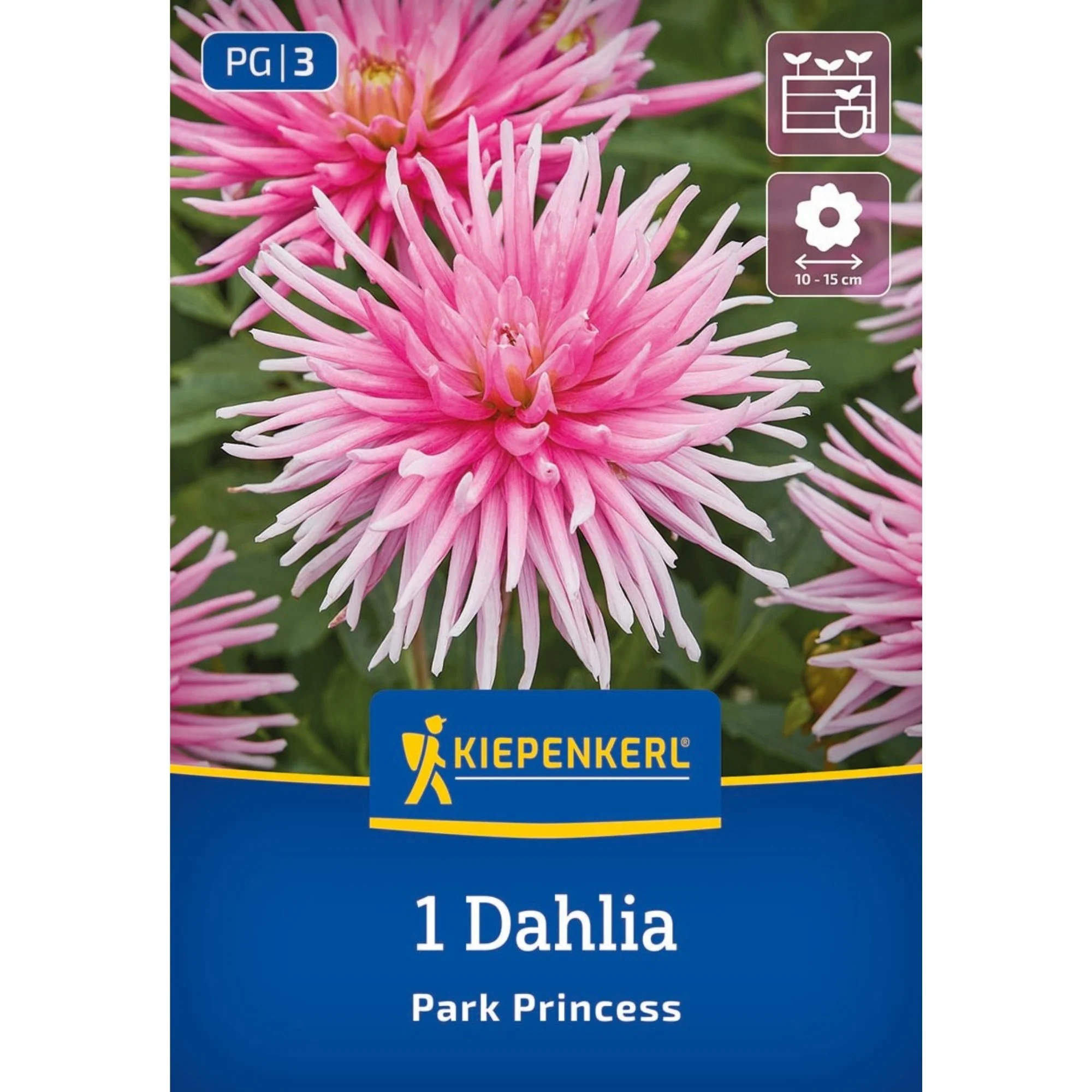 Kiepenkerl Beet- & Kübel-Dahlie 'Park Princess', 1 Zwiebel
