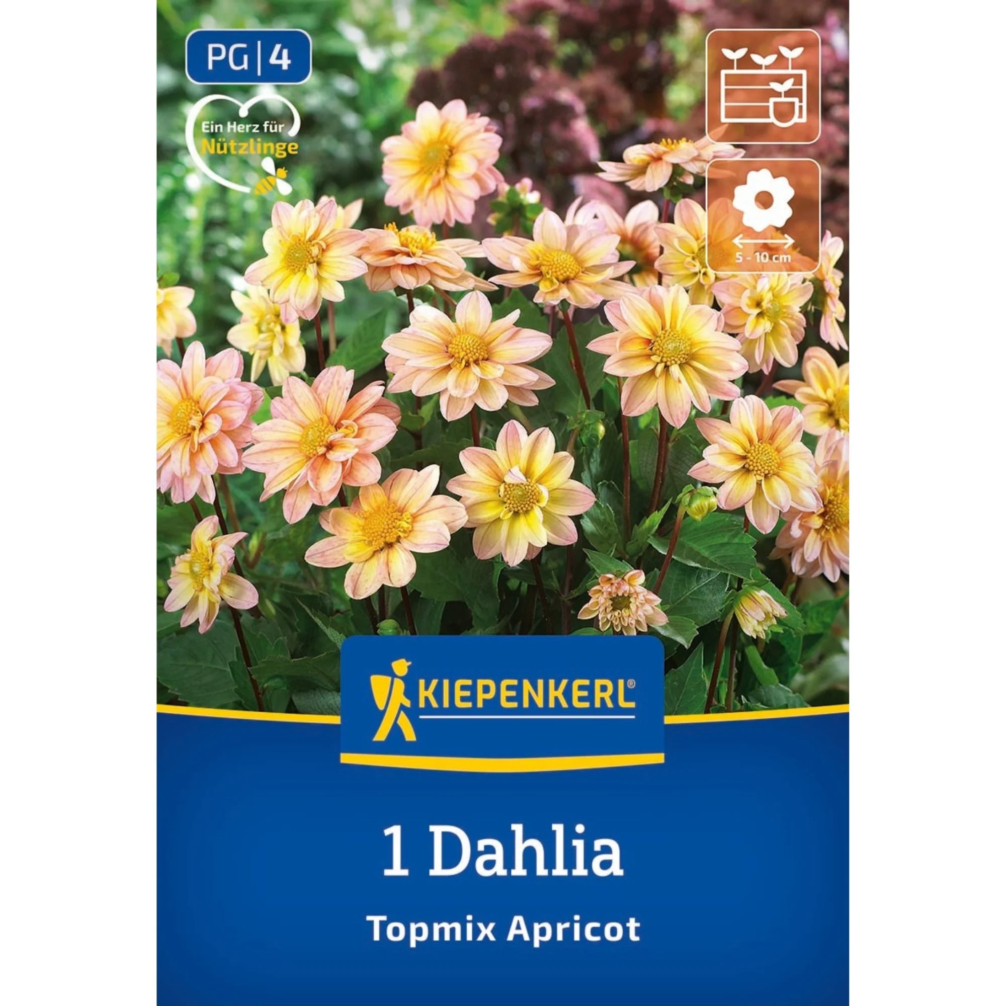 Kiepenkerl Beet- & Topf-Dahlie 'Topmix Apricot', 1 Zwiebel