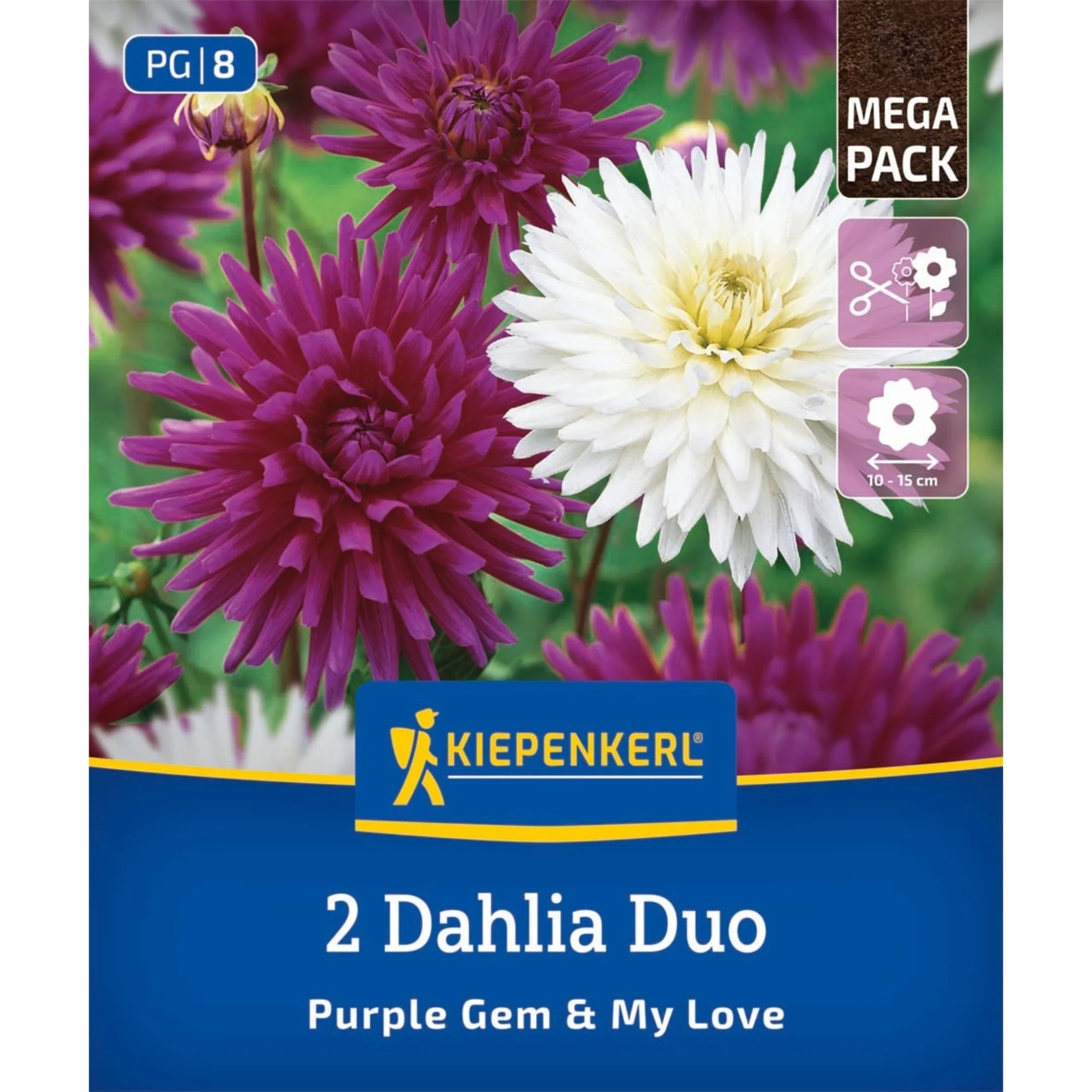 Kiepenkerl Dahlien Duo, 2 Zwiebeln