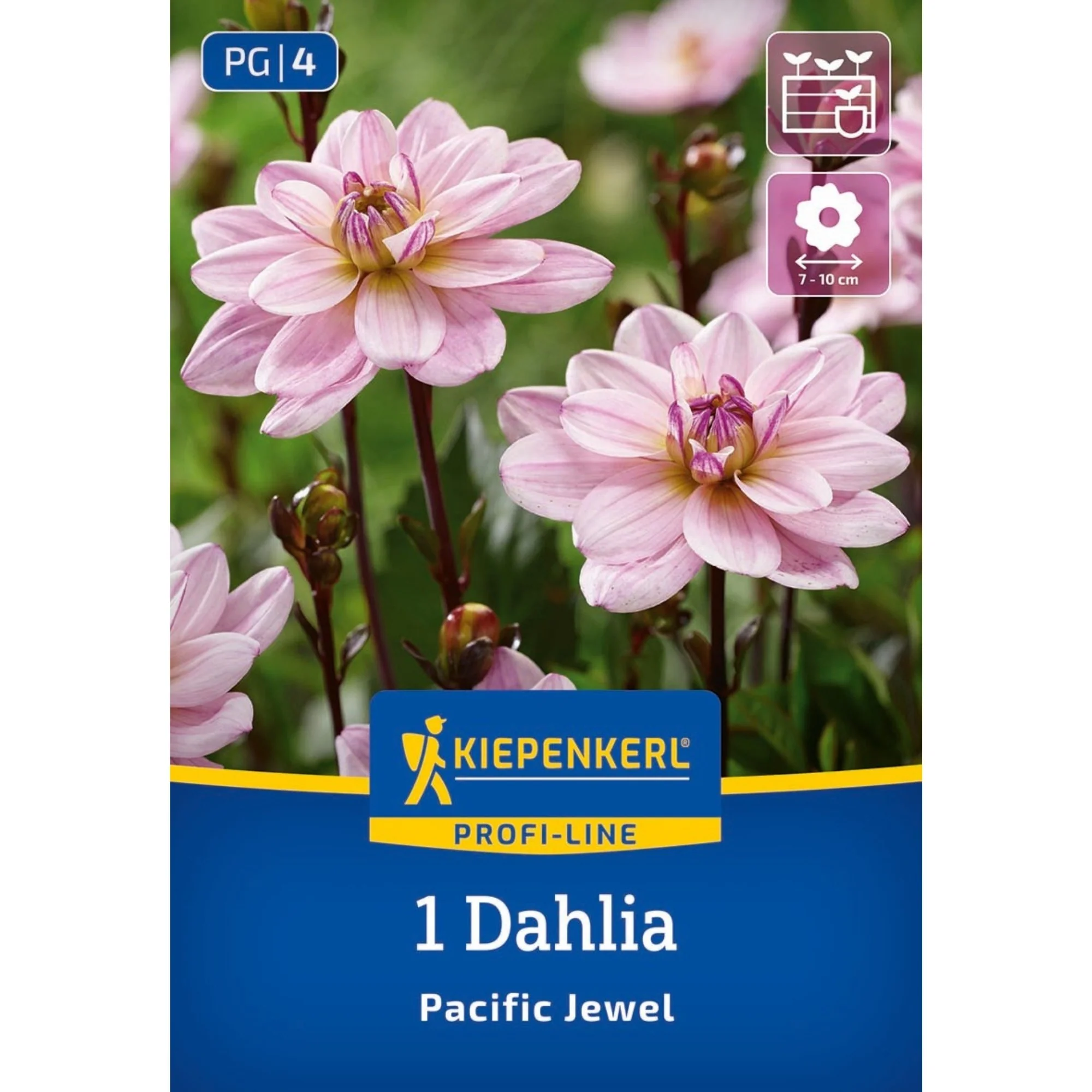 Kiepenkerl Dekorative Dahlie 'Pacific Jewel', 1 Zwiebel