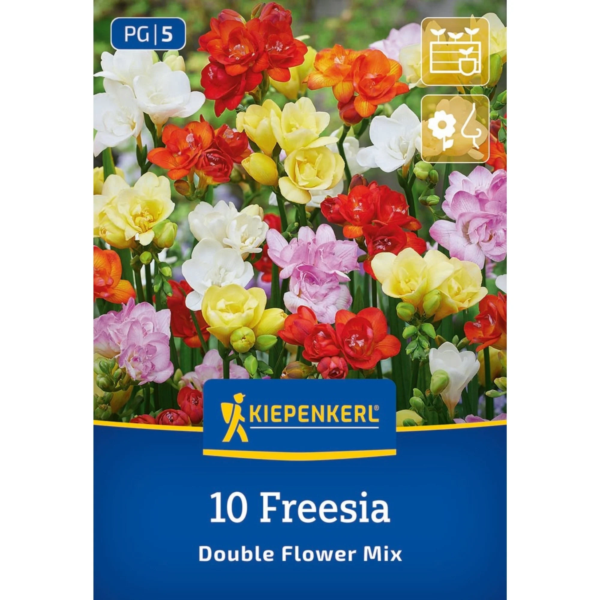Kiepenkerl Freesien Mischung gefüllte Blüten, 10 Zwiebeln