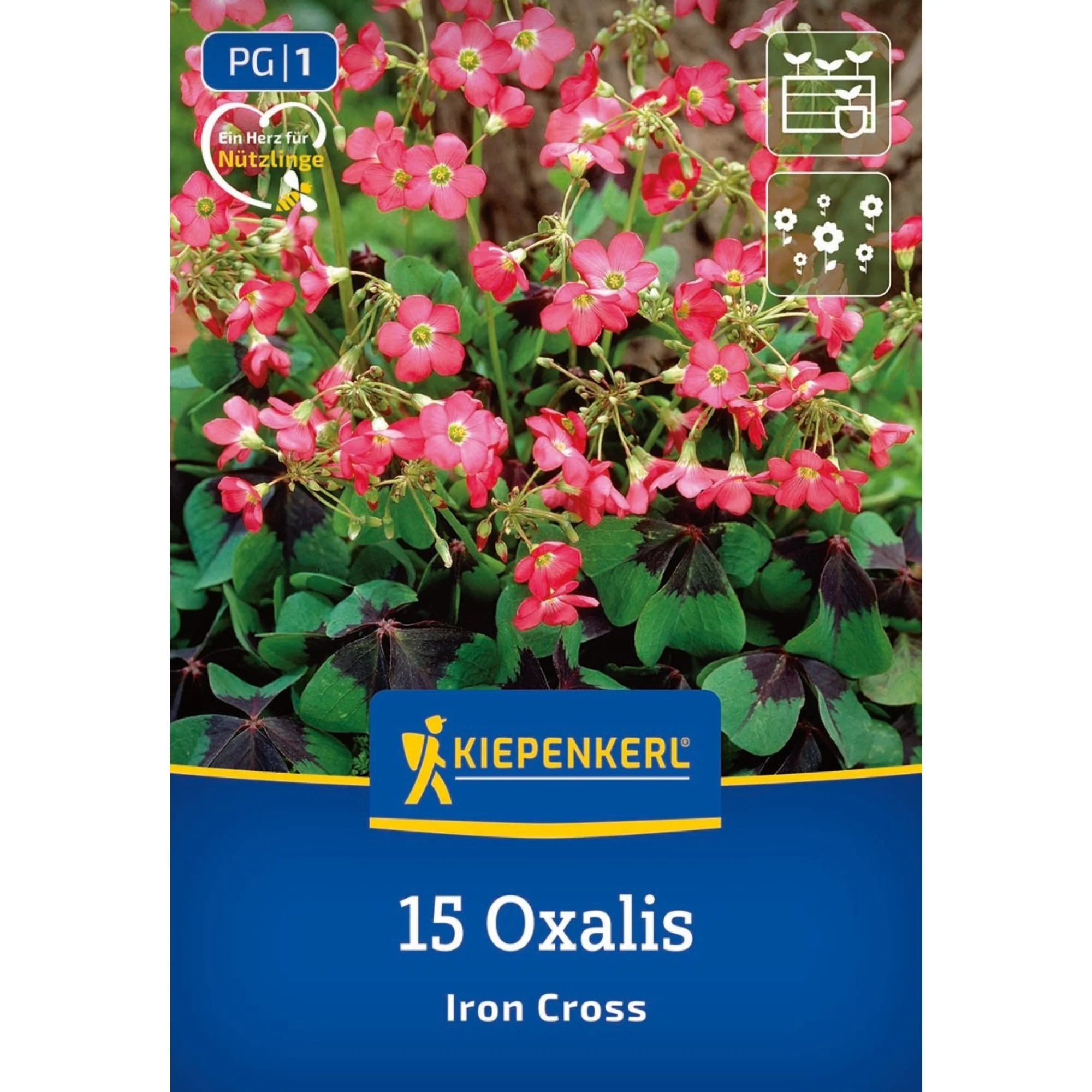 Kiepenkerl Glücksklee 'Iron Cross', 15 Zwiebeln
