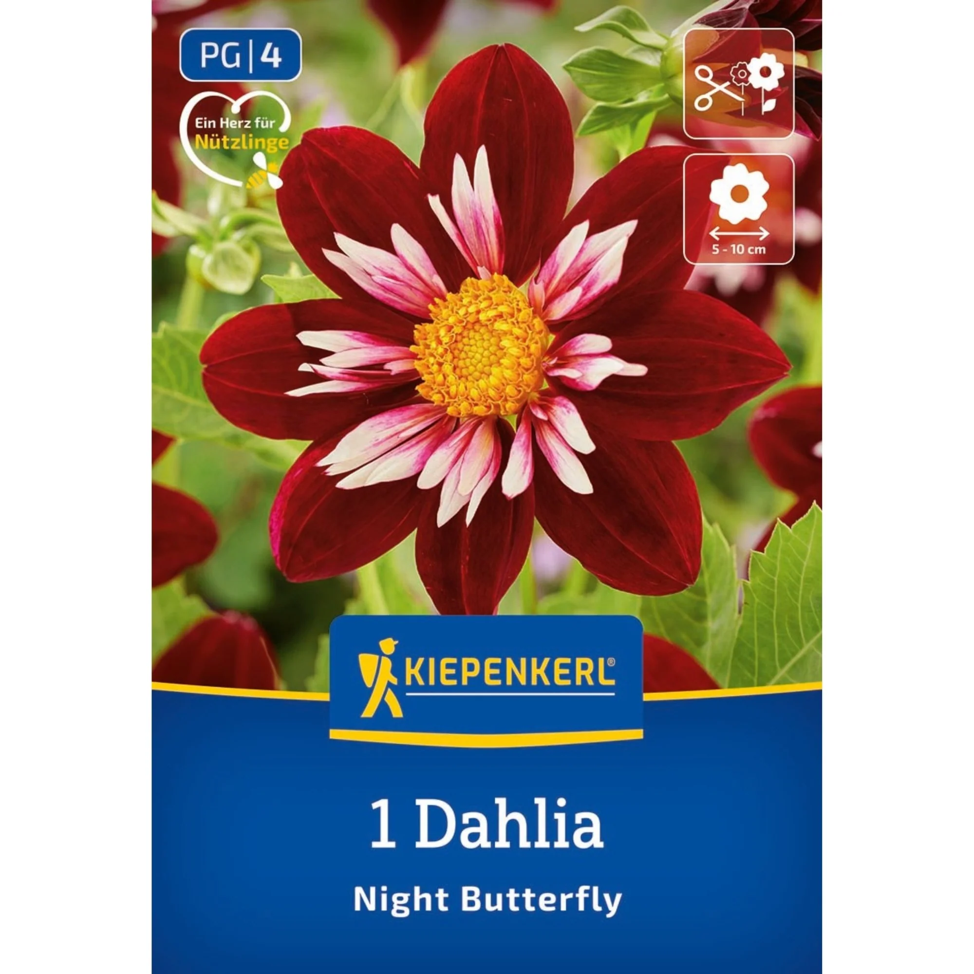 Kiepenkerl Halskrausen-Dahlie 'Night Butterfly', 1 Zwiebel