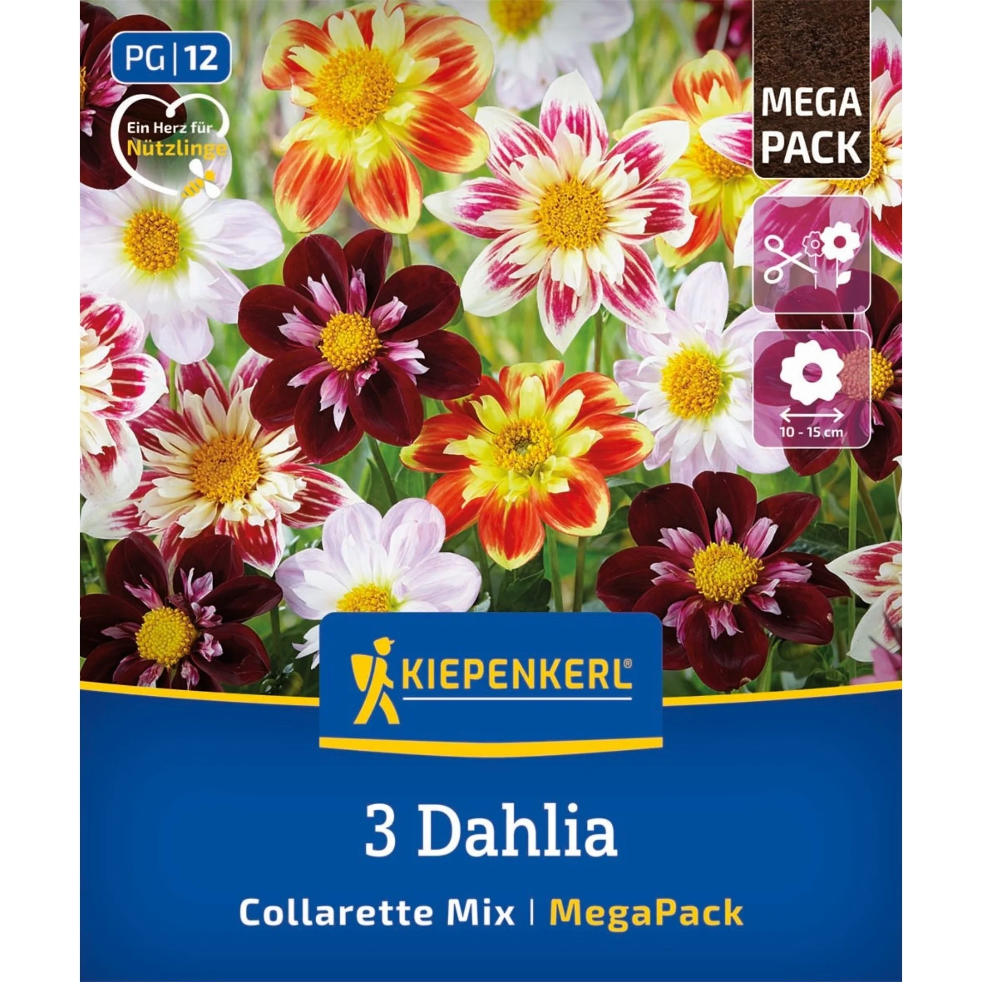 Kiepenkerl Mega-Pack Bienenfreundlicher Halskrausen-Dahlien Mix, 3 Zwiebeln