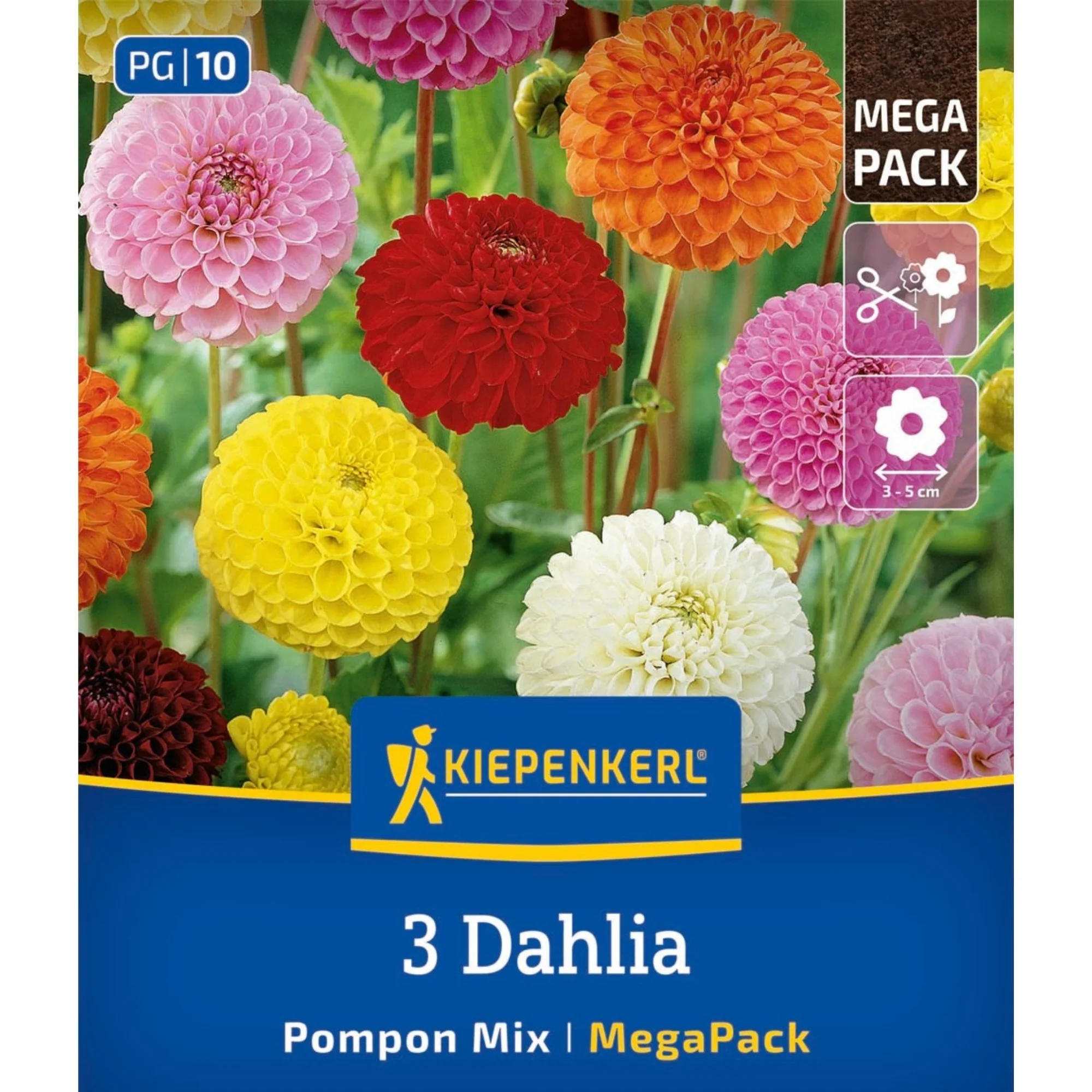 Kiepenkerl Mega-Pack Pompon-Dahlien Mischung, 3 Zwiebeln