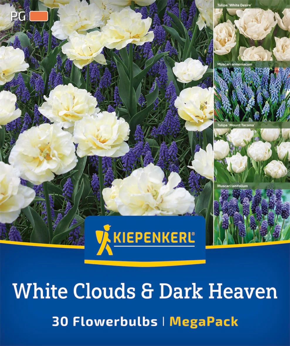 Kiepenkerl Mega Pack 'White Clouds & Dark Heaven', 30 Zwiebeln