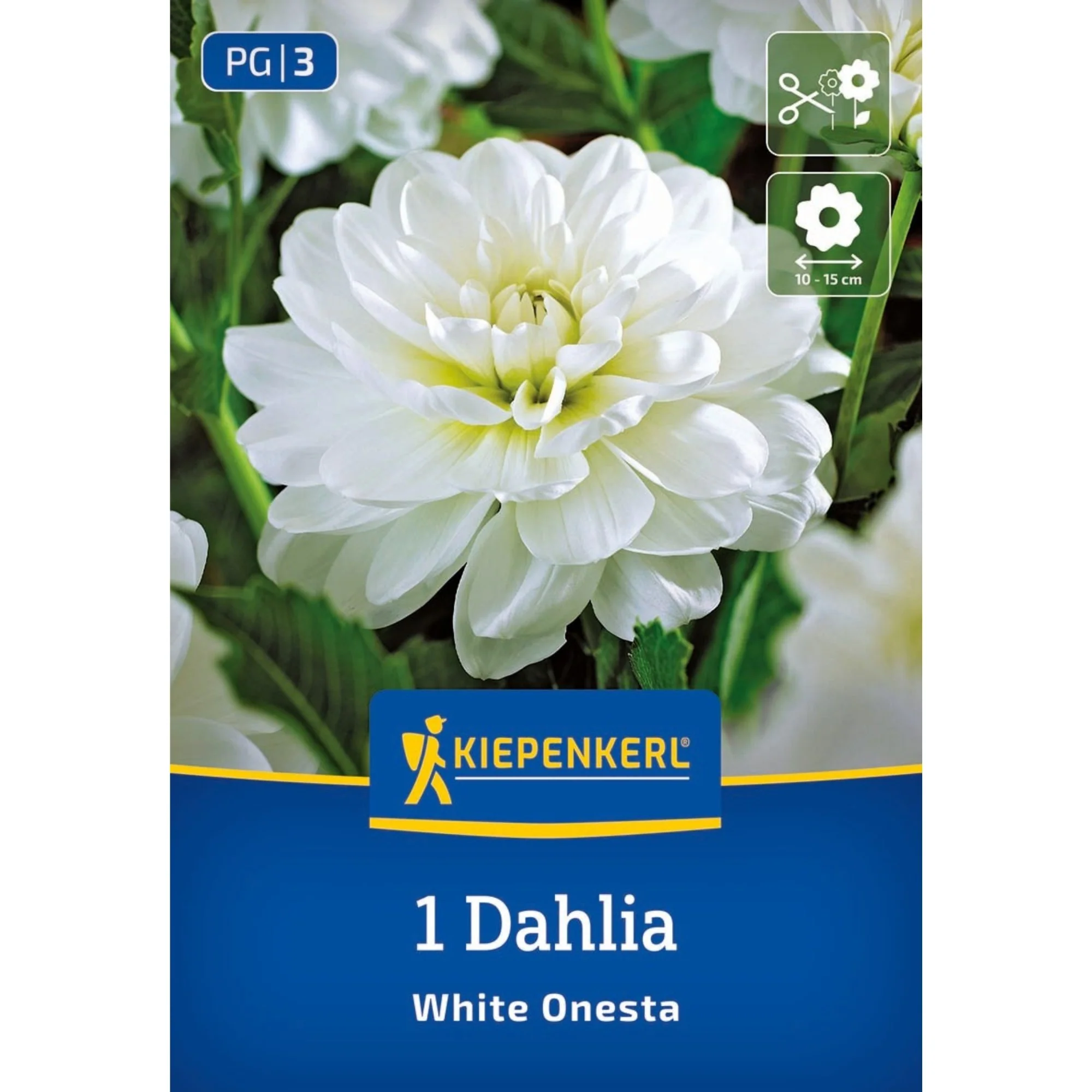 Kiepenkerl Seerosen-Dahlie 'White Onesta', 1 Zwiebel