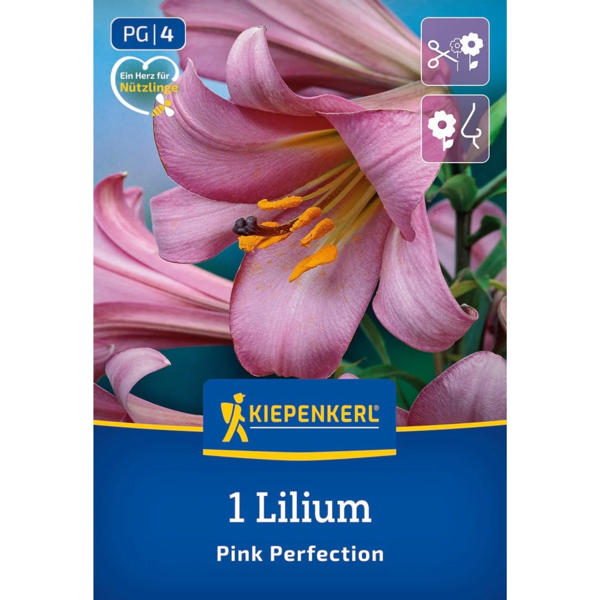 Kiepenkerl Trompeten-Lilie 'Pink Perfektion', 1 Zwiebel