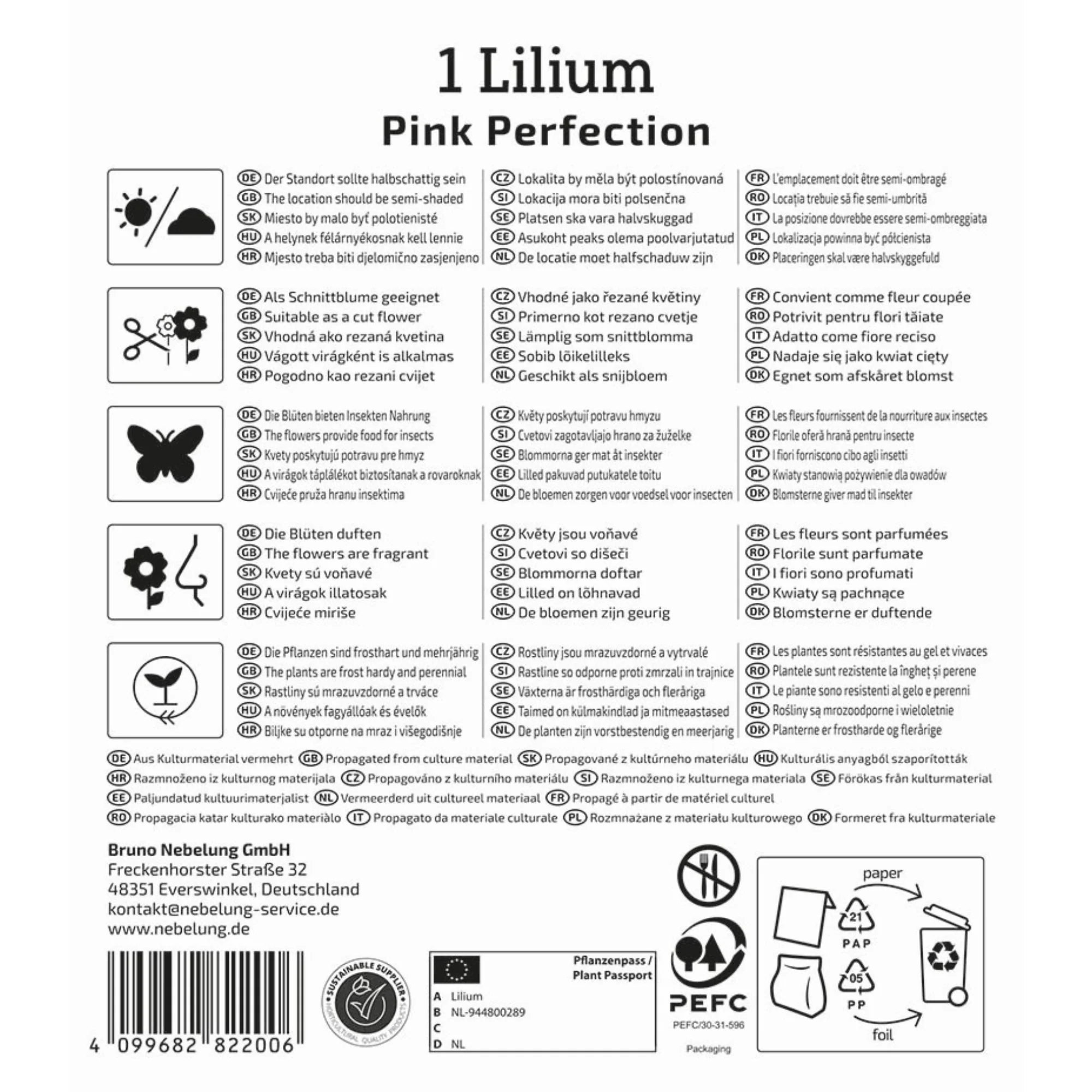 Kiepenkerl Trompeten-Lilie 'Pink Perfektion', 1 Zwiebel - Image 2