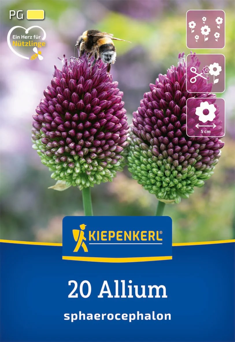 Kiepenkerl Zierlauch, 20 Zwiebeln
