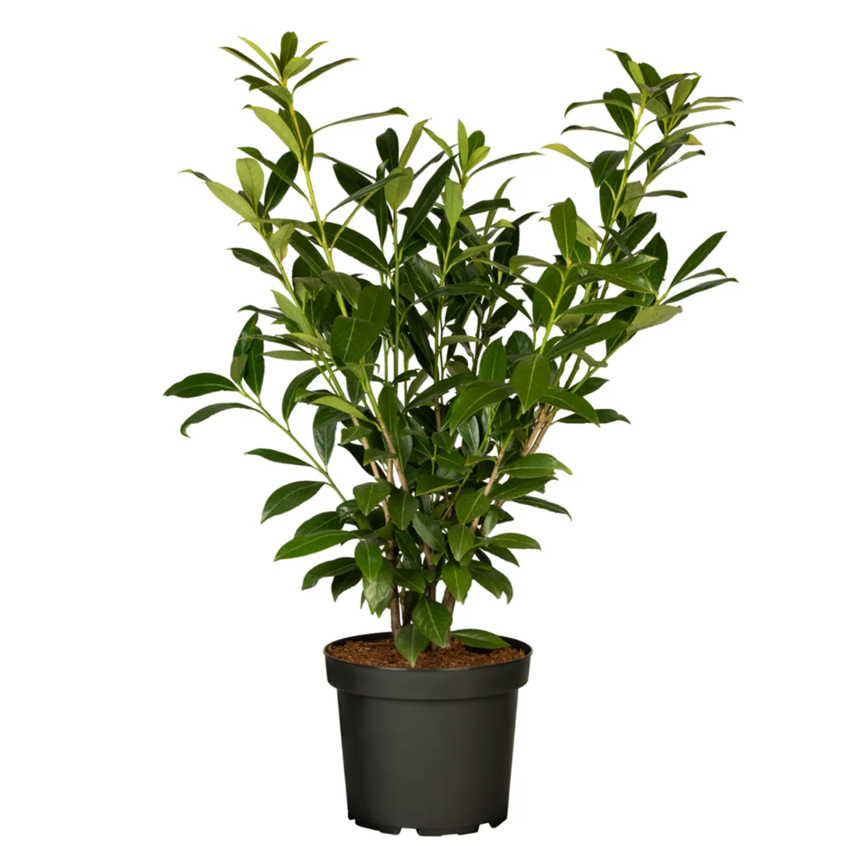 Kirschlorbeer 'Caucasica' - Image 6