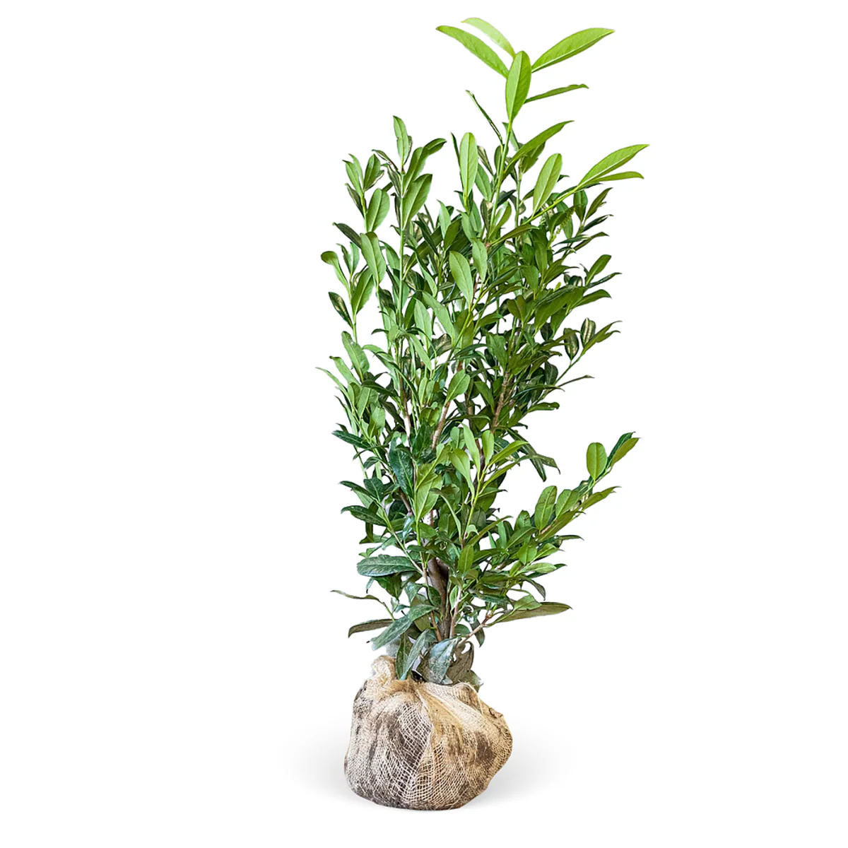 Kirschlorbeer-Hecke 'Caucasica' - Image 2