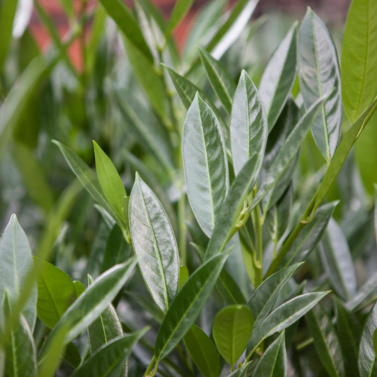 Kirschlorbeer-Hecke 'Caucasica' - Image 3