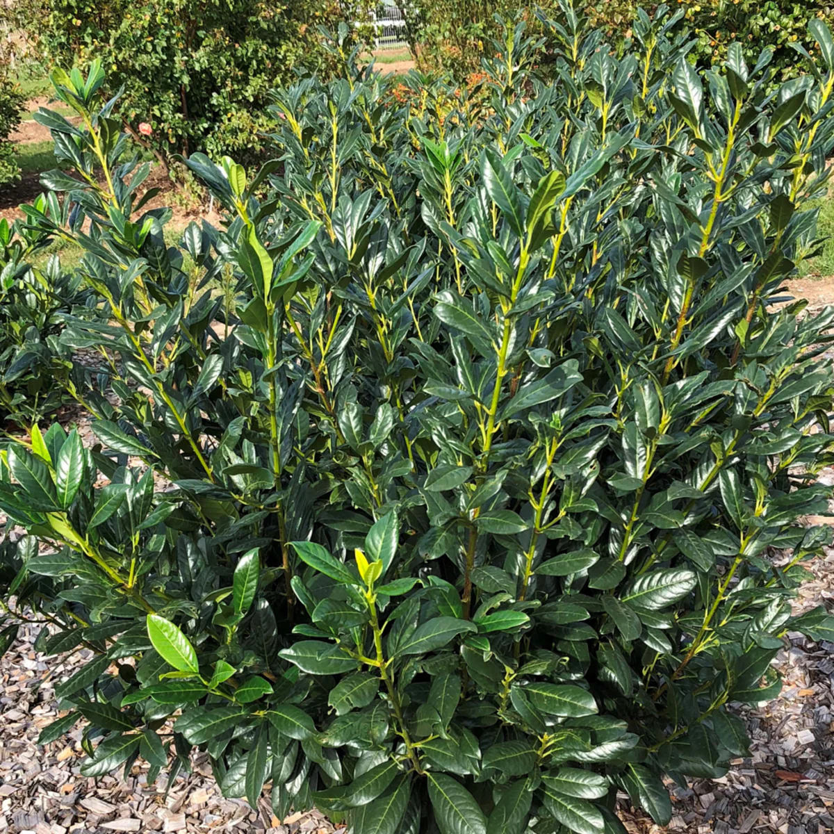 Kirschlorbeer 'Diana'