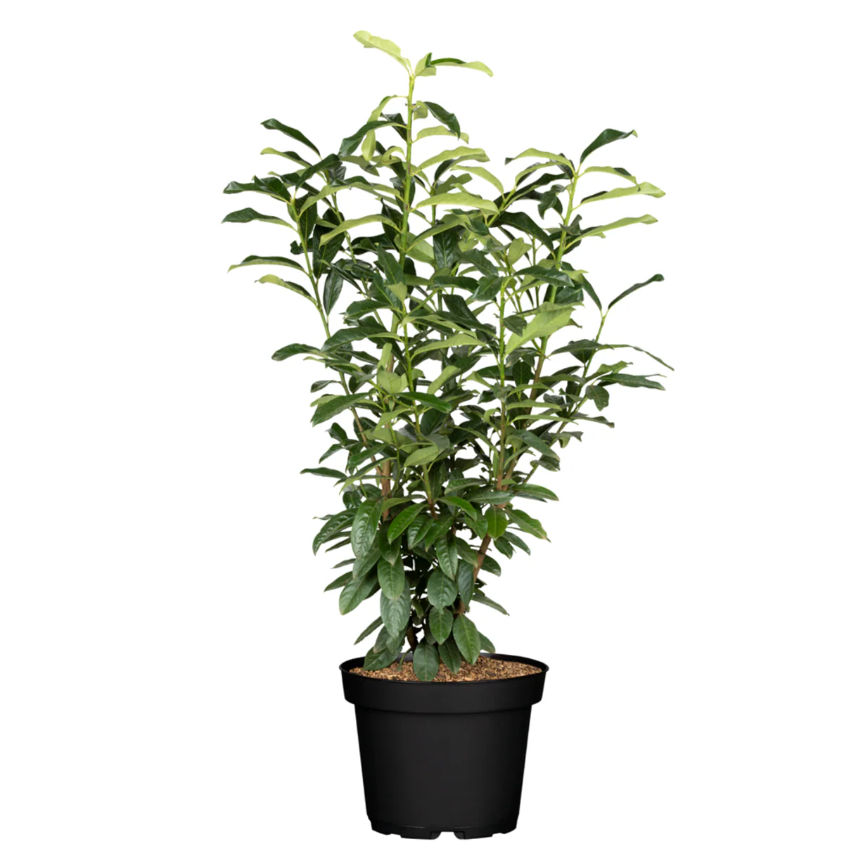 Kirschlorbeer 'Genolia®' - Image 4