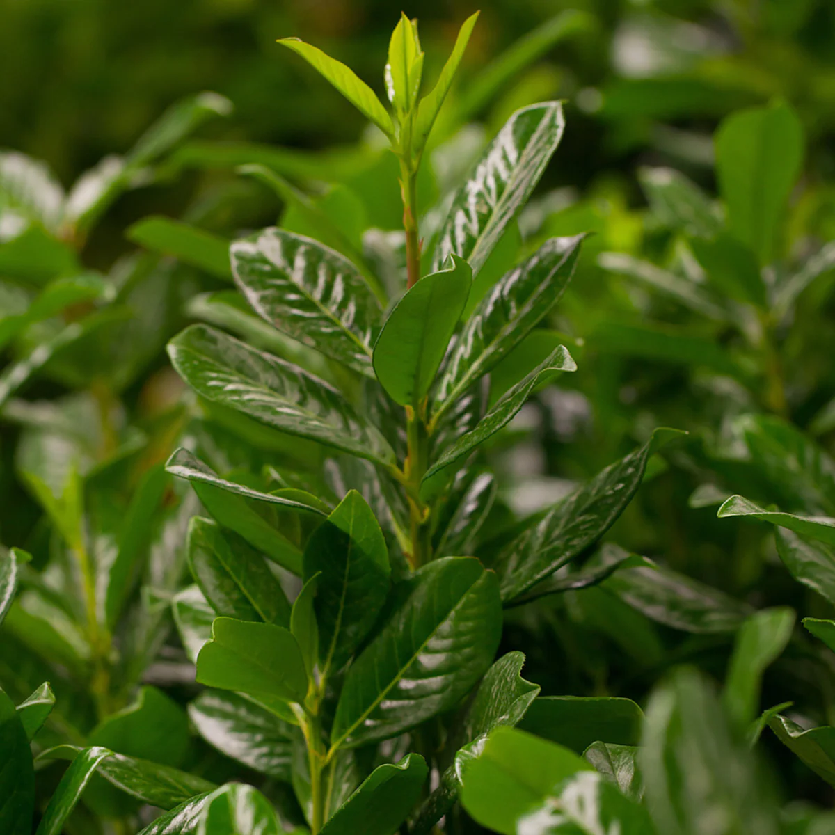 Kirschlorbeer-Hecke 'Novita' - Image 6