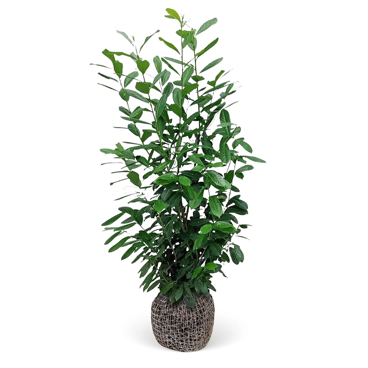 Kirschlorbeer-Hecke 'Novita' - Image 2