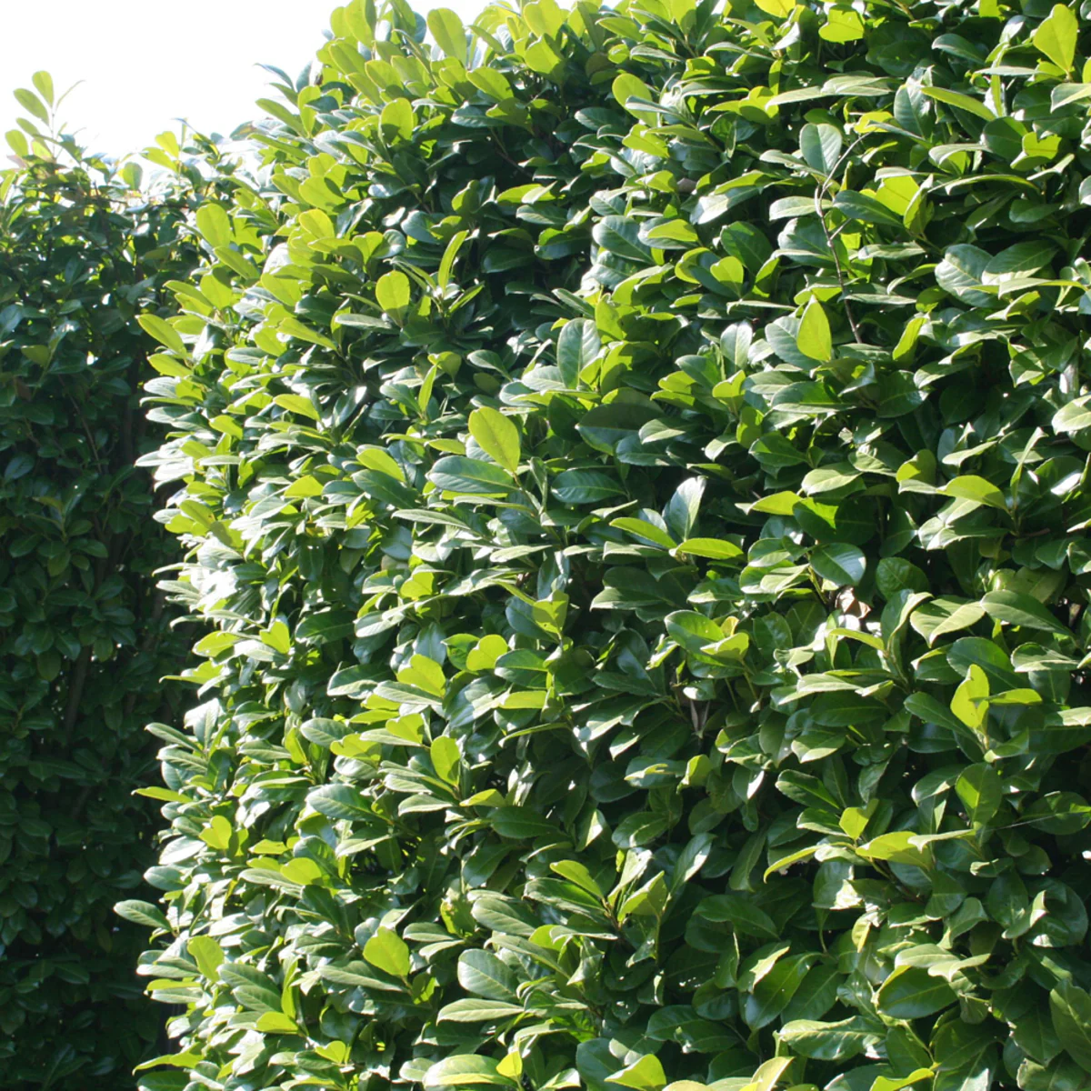 Kirschlorbeer-Hecke 'Novita' - Image 4
