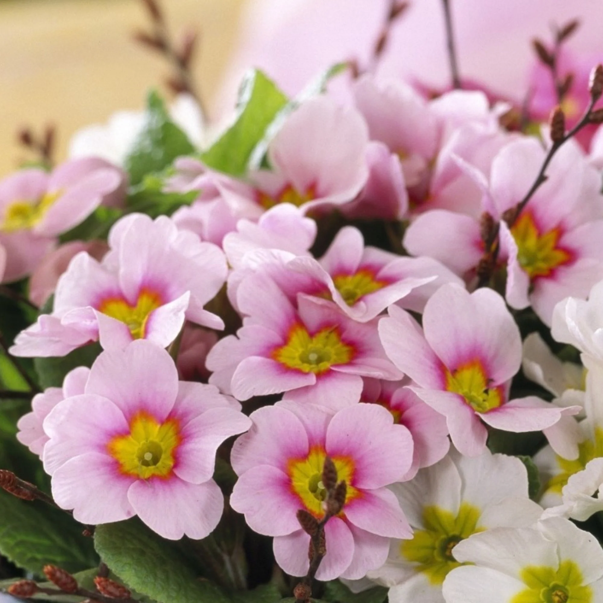 Kissenprimel 'Apple Blossom'