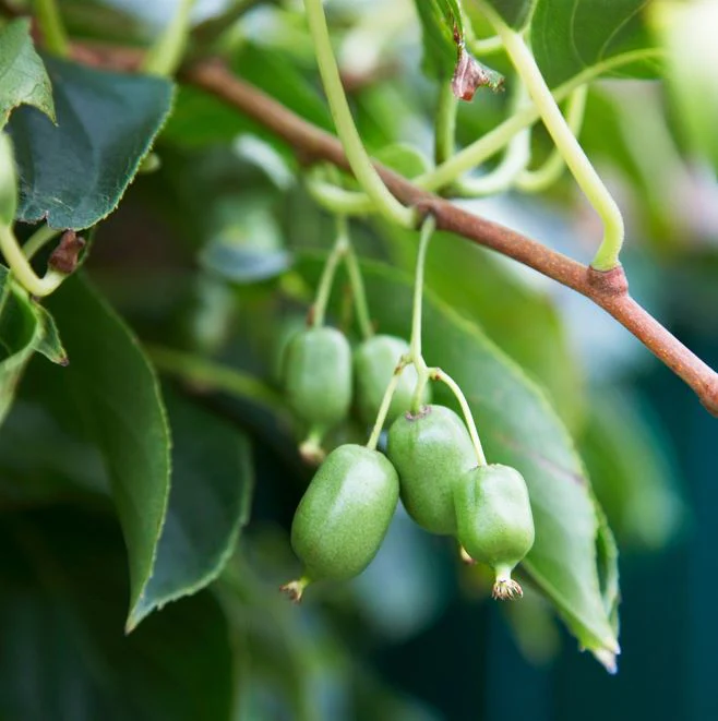 Kiwi 'Issai'