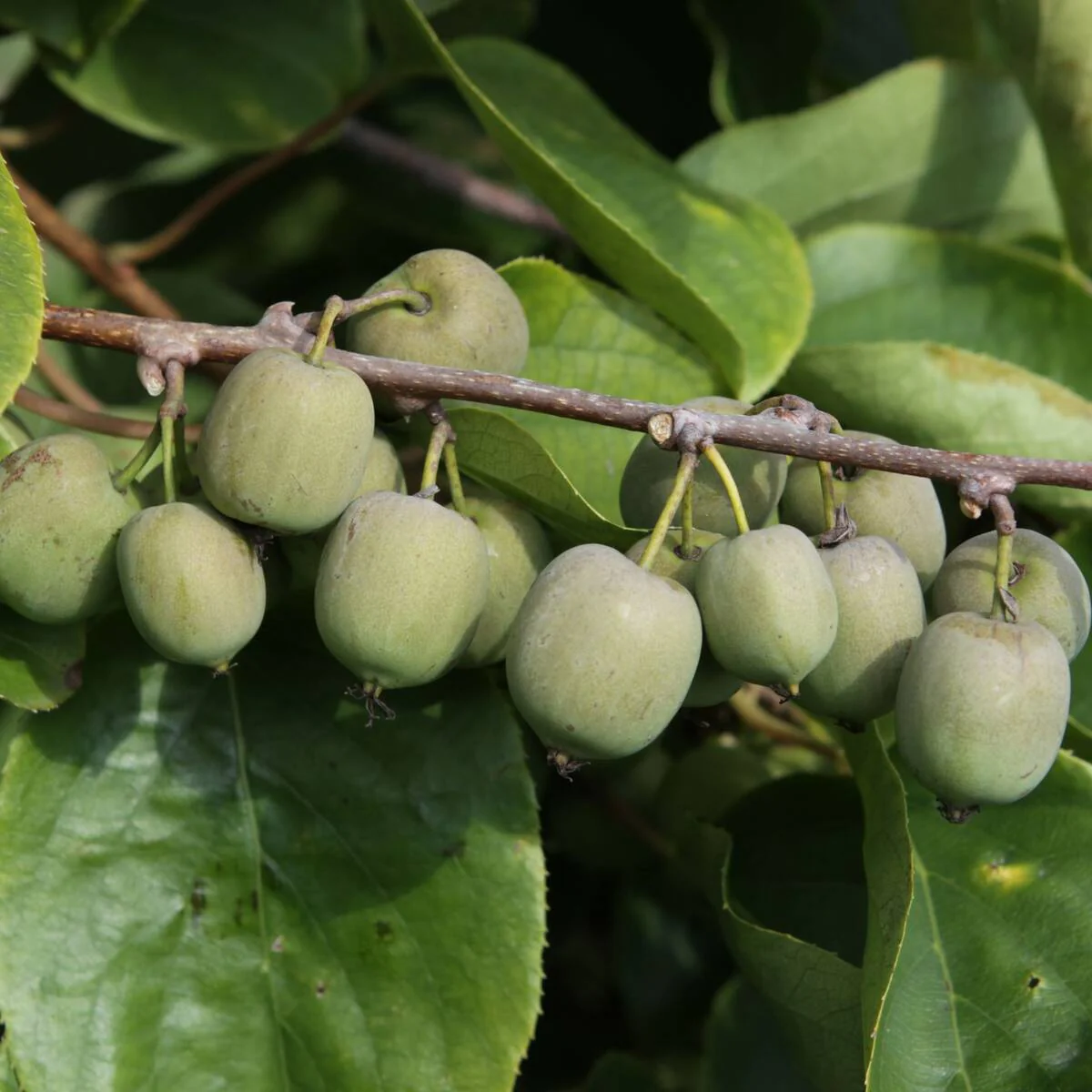 Kiwi 'Weiki'