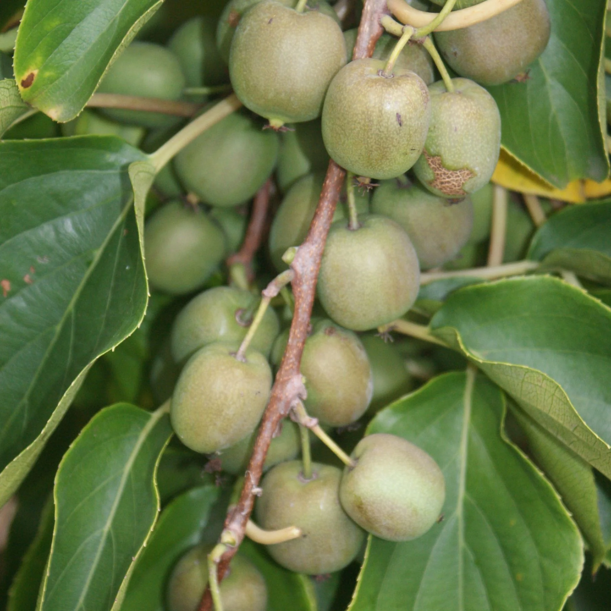 Kiwi 'Weiki' - Image 2