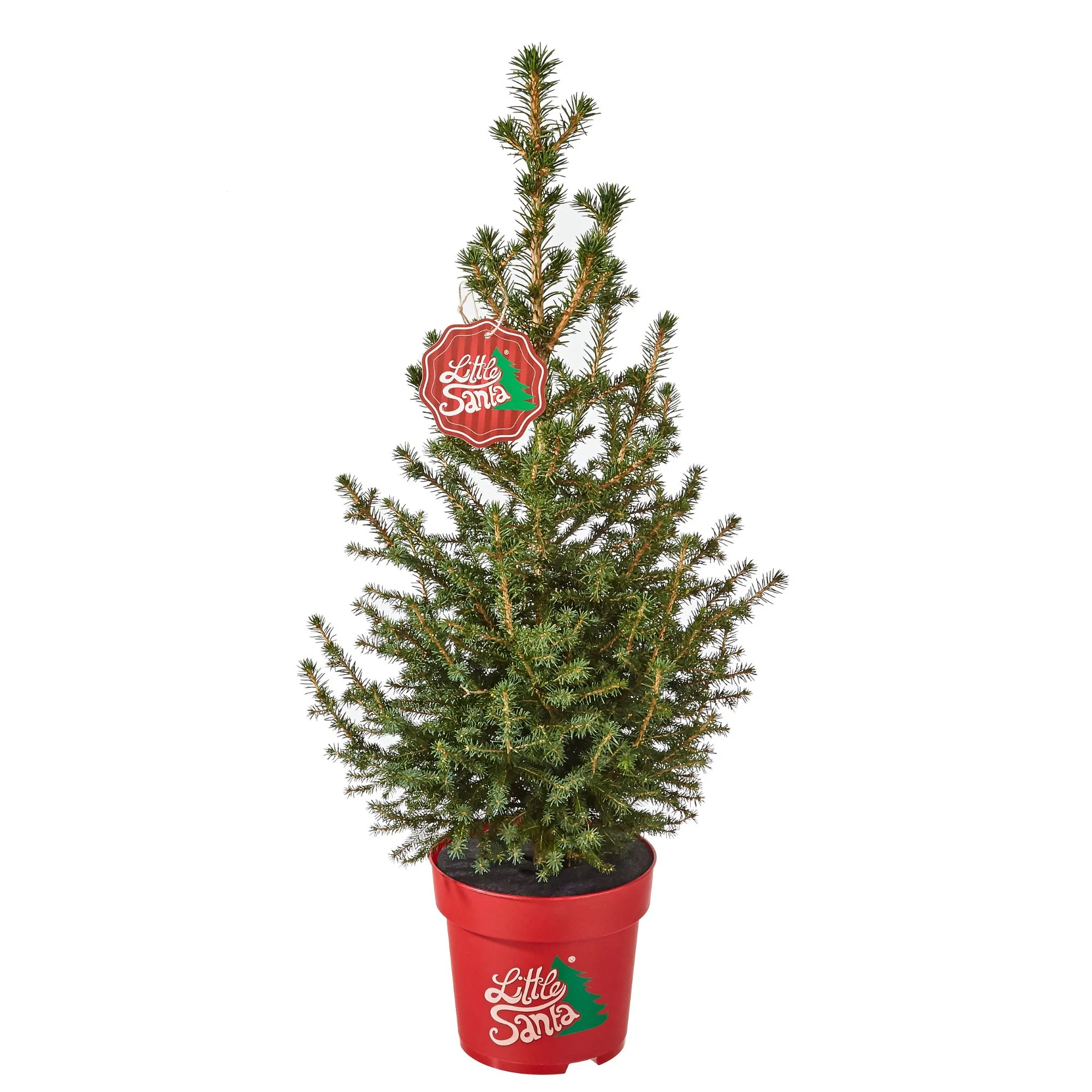 Kleine Fichte 'Little Santa'