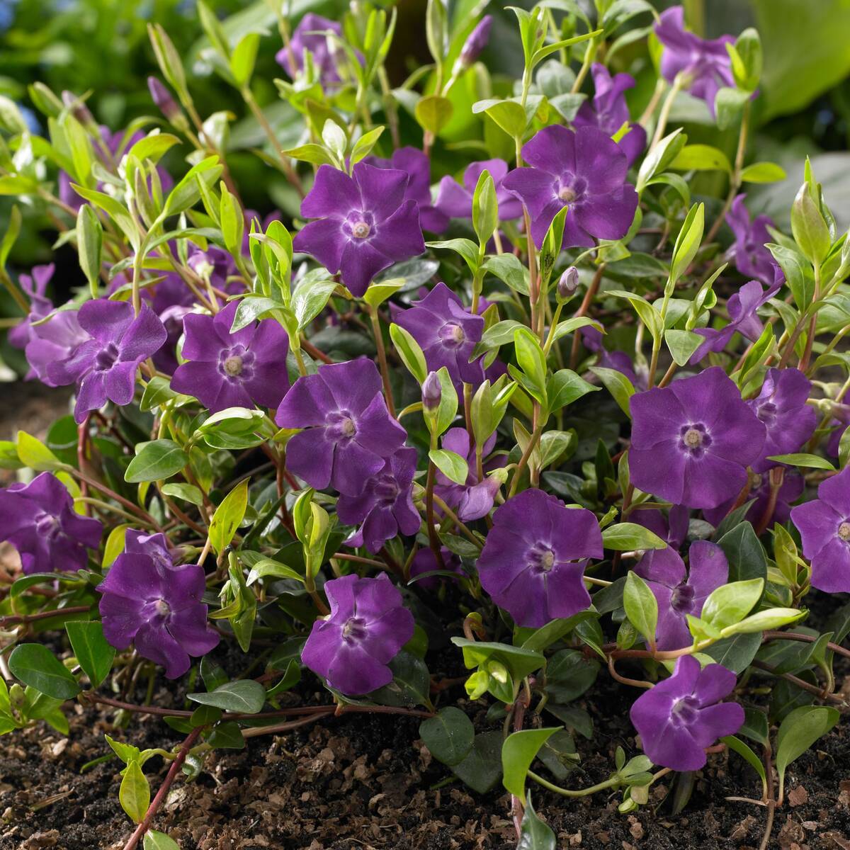 Kleines Immergrün 'Atropurpurea', 12 Pflanzen